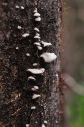 Araucaria Curcuit Jimna State Forest 059 DSC 0369 Araucaria Curcuit Jimna State Forest 059 DSC 0369