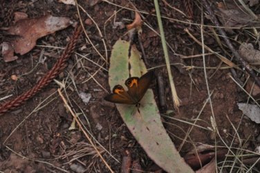 Araucaria Curcuit Jimna State Forest 062 DSC 0372 Araucaria Curcuit Jimna State Forest 062 DSC 0372