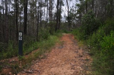 Araucaria Curcuit Jimna State Forest 063 DSC 0373 Araucaria Curcuit Jimna State Forest 063 DSC 0373