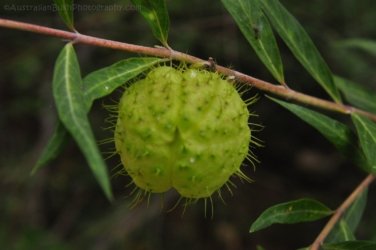 Araucaria Curcuit Jimna State Forest 065 DSC 0375 Araucaria Curcuit Jimna State Forest 065 DSC 0375
