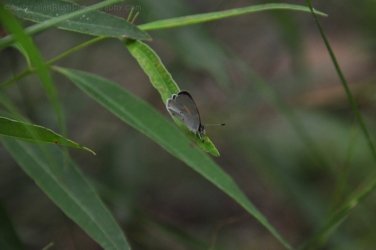 Araucaria Curcuit Jimna State Forest 066 DSC 0376 Araucaria Curcuit Jimna State Forest 066 DSC 0376