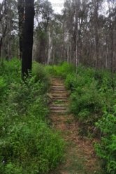 Araucaria Curcuit Jimna State Forest 067 DSC 0377 Araucaria Curcuit Jimna State Forest 067 DSC 0377