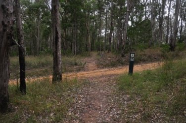 Araucaria Curcuit Jimna State Forest 072 DSC 0382 Araucaria Curcuit Jimna State Forest 072 DSC 0382