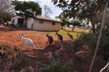 Boulia 011 DSC 0222 Boulia 011 DSC 0222