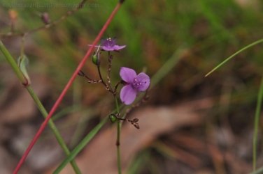 Eugenia Circuit Jimna State Forest 002 DSC 0199 Eugenia Circuit Jimna State Forest 002 DSC 0199