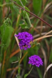 Eugenia Circuit Jimna State Forest 004 DSC 0201 Eugenia Circuit Jimna State Forest 004 DSC 0201