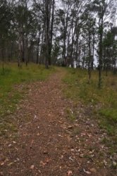 Eugenia Circuit Jimna State Forest 005 DSC 0202 Eugenia Circuit Jimna State Forest 005 DSC 0202