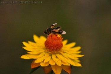 Eugenia Circuit Jimna State Forest 009 DSC 0206 Eugenia Circuit Jimna State Forest 009 DSC 0206