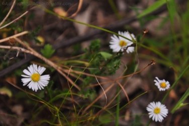 Eugenia Circuit Jimna State Forest 012 DSC 0209 Eugenia Circuit Jimna State Forest 012 DSC 0209