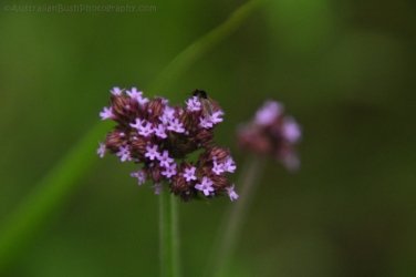 Eugenia Circuit Jimna State Forest 016 DSC 0213 Eugenia Circuit Jimna State Forest 016 DSC 0213