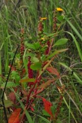 Eugenia Circuit Jimna State Forest 019 DSC 0216 Eugenia Circuit Jimna State Forest 019 DSC 0216
