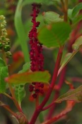 Eugenia Circuit Jimna State Forest 020 DSC 0217 Eugenia Circuit Jimna State Forest 020 DSC 0217