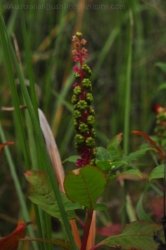 Eugenia Circuit Jimna State Forest 021 DSC 0218 Eugenia Circuit Jimna State Forest 021 DSC 0218