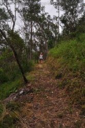 Eugenia Circuit Jimna State Forest 023 DSC 0220 Eugenia Circuit Jimna State Forest 023 DSC 0220