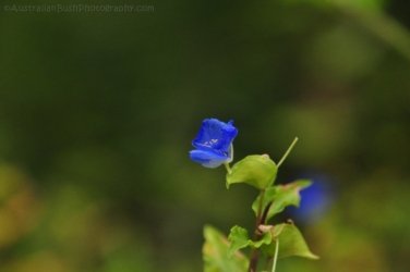 Eugenia Circuit Jimna State Forest 024 DSC 0221 Eugenia Circuit Jimna State Forest 024 DSC 0221