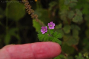Eugenia Circuit Jimna State Forest 027 DSC 0224 Eugenia Circuit Jimna State Forest 027 DSC 0224