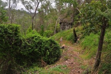 Eugenia Circuit Jimna State Forest 029 DSC 0226 Eugenia Circuit Jimna State Forest 029 DSC 0226