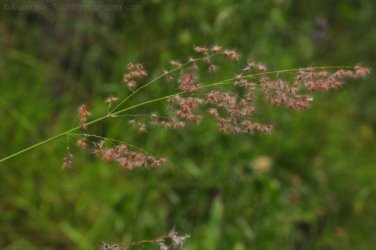 Eugenia Circuit Jimna State Forest 031 DSC 0228 Eugenia Circuit Jimna State Forest 031 DSC 0228