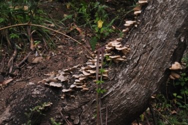 Eugenia Circuit Jimna State Forest 032 DSC 0229 Eugenia Circuit Jimna State Forest 032 DSC 0229