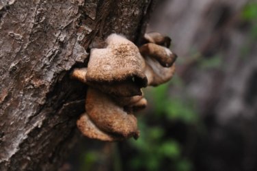 Eugenia Circuit Jimna State Forest 034 DSC 0231 Eugenia Circuit Jimna State Forest 034 DSC 0231