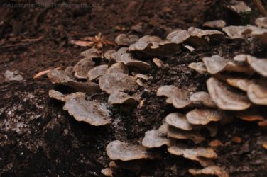 Eugenia Circuit Jimna State Forest 035 DSC 0232 Eugenia Circuit Jimna State Forest 035 DSC 0232