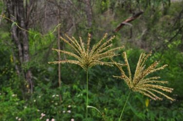 Eugenia Circuit Jimna State Forest 036 DSC 0233 Eugenia Circuit Jimna State Forest 036 DSC 0233