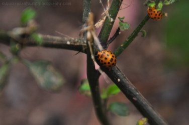 Eugenia Circuit Jimna State Forest 041 DSC 0238 Eugenia Circuit Jimna State Forest 041 DSC 0238