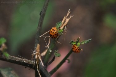 Eugenia Circuit Jimna State Forest 042 DSC 0239 Eugenia Circuit Jimna State Forest 042 DSC 0239