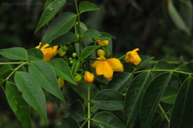 Eugenia Circuit Jimna State Forest 044 DSC 0241 Eugenia Circuit Jimna State Forest 044 DSC 0241