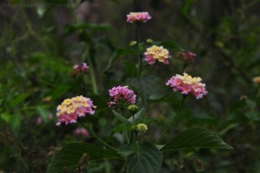 Eugenia Circuit Jimna State Forest 047 DSC 0244 Eugenia Circuit Jimna State Forest 047 DSC 0244
