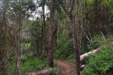 Eugenia Circuit Jimna State Forest 052 DSC 0249 Eugenia Circuit Jimna State Forest 052 DSC 0249