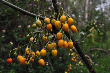Eugenia Circuit Jimna State Forest 059 DSC 0256 Eugenia Circuit Jimna State Forest 059 DSC 0256