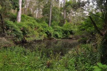Eugenia Circuit Jimna State Forest 071 DSC 0268 Eugenia Circuit Jimna State Forest 071 DSC 0268