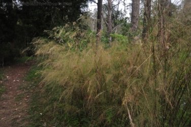 Eugenia Circuit Jimna State Forest 075 DSC 0272 Eugenia Circuit Jimna State Forest 075 DSC 0272