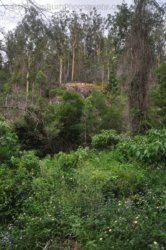Eugenia Circuit Jimna State Forest 076 DSC 0273 Eugenia Circuit Jimna State Forest 076 DSC 0273