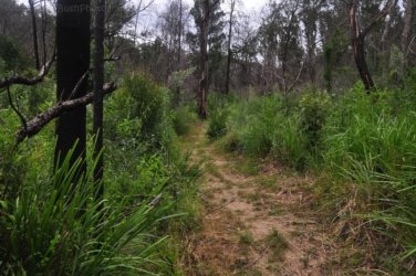 Eugenia Circuit Jimna State Forest 077 DSC 0274 Eugenia Circuit Jimna State Forest 077 DSC 0274