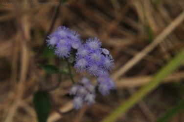 Eugenia Circuit Jimna State Forest 078 DSC 0275 Eugenia Circuit Jimna State Forest 078 DSC 0275