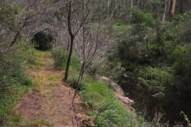 Eugenia Circuit Jimna State Forest 084 DSC 0281 Eugenia Circuit Jimna State Forest 084 DSC 0281