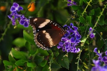 Gayndah015 DSC 1004 Gayndah015 DSC 1004