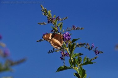Gayndah018 DSC 1007 Gayndah018 DSC 1007
