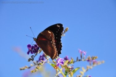 Gayndah019 DSC 1009 Gayndah019 DSC 1009