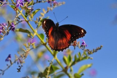 Gayndah020 DSC 1010 Gayndah020 DSC 1010