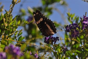 Gayndah023 DSC 1013 Gayndah023 DSC 1013