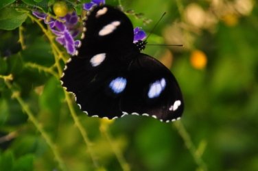 Gayndah024 DSC 1014 Gayndah024 DSC 1014