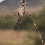 Glen Rock State Forest 001 DSC 0469