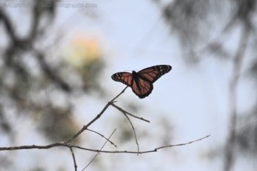 Glen Rock State Forest 016 DSC 0485 Glen Rock State Forest 016 DSC 0485