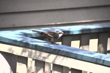 Glen Rock State Forest 021 DSC 0491 Glen Rock State Forest 021 DSC 0491