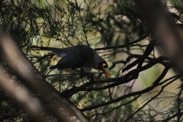 Glen Rock State Forest 023 DSC 0493 Glen Rock State Forest 023 DSC 0493