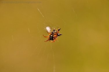 Glen Rock State Forest 038 DSC 0509 Glen Rock State Forest 038 DSC 0509