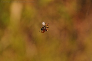Glen Rock State Forest 040 DSC 0511 Glen Rock State Forest 040 DSC 0511